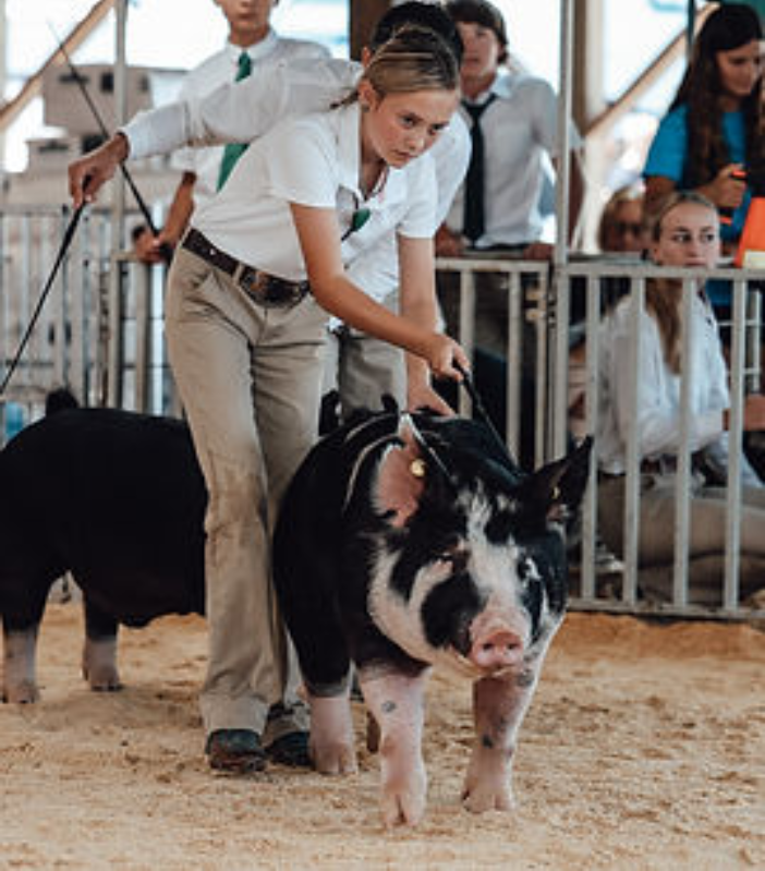 QAC Fair Pig A pig is paraded for judging.